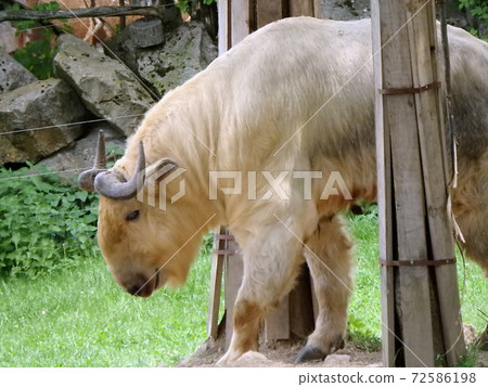 Golden takin 72586198