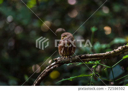 Asian barred owlet (Glaucidium cuculoides) sitting on a branch Asian barred owlet (Glaucidium cuculoides) sitting on a branch 72586502
