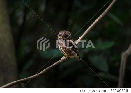 Asian barred owlet (Glaucidium cuculoides) sitting on a branch Asian barred owlet (Glaucidium cuculoides) sitting on a branch 72586506