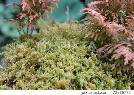莫斯桿菌 莫斯桿菌 72586773