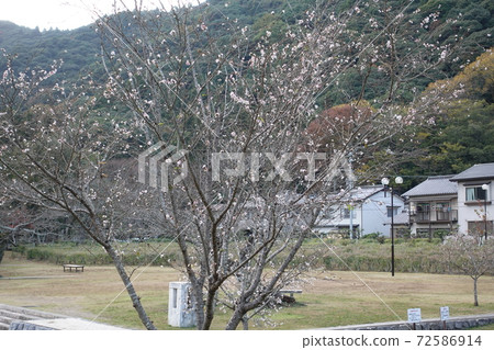 Iwakuni Castle Town Kikko Park Winter Sakura 72586914