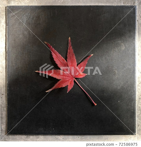 Red maple leaves　 72586975