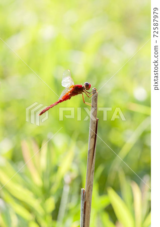 紅蜻蜓 紅蜻蜓 72587979