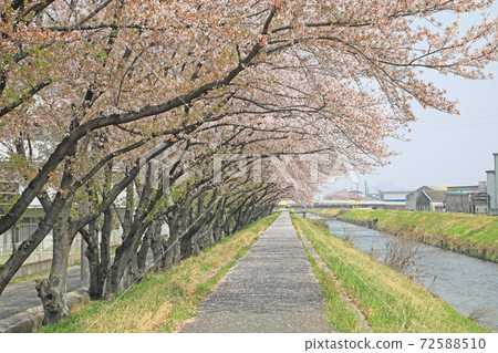 櫻花和五條河五條河中的櫻花一排櫻花樹(岩倉市五條河) 櫻花和五條河五條河中的櫻花一排櫻花樹(岩倉市五條河) 72588510