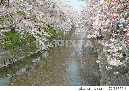 Sakura and Gojo River Cherry blossoms on the Gojo River Row of cherry blossom trees (Gojo River, Iwakura City) Sakura and Gojo River Cherry blossoms on the Gojo River Row of cherry blossom trees (Gojo River, Iwakura City) 72588514