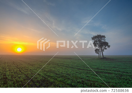 Lonely tree on the field in the morning, mist. 72588636