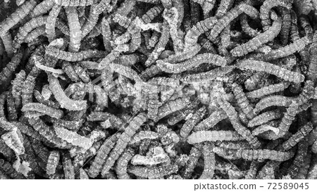 Many earthworms crawling together closeup photo 72589045