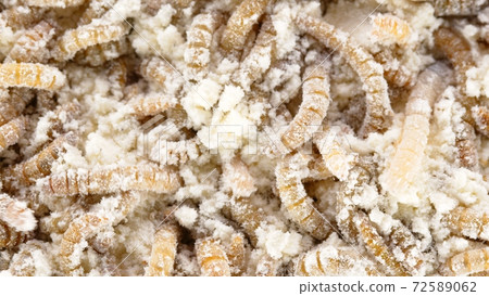 Many earthworms crawling together closeup photo Many earthworms crawling together closeup photo 72589062