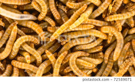 Many earthworms crawling together closeup photo Many earthworms crawling together closeup photo 72589071