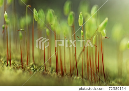 Small moss plant on the ground with selective focus Small moss plant on the ground with selective focus 72589134