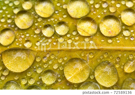 leaf on ground covered with raindrops leaf on ground covered with raindrops 72589136