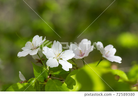 Cherry Blossoms	 72589380