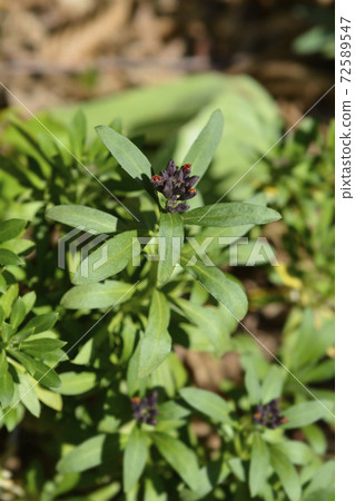 Orange Wallflower 72589547