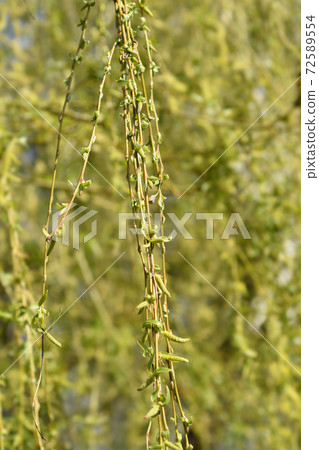 Golden Weeping Willow 72589554