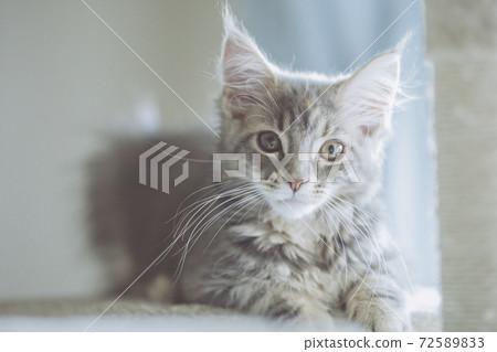 Cat Maine Coon 72589833