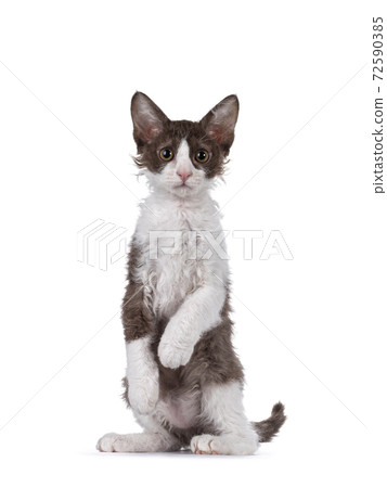 LaPerm kitten on white background LaPerm kitten on white background 72590385