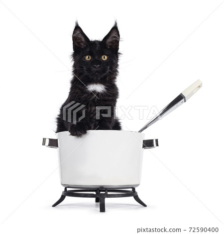 Black cat on white background 72590400