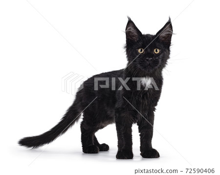 Black cat on white background Black cat on white background 72590406