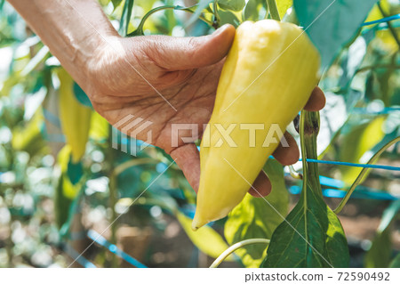 yellow peppers grown in a greenhouse on an organic farm yellow peppers grown in a greenhouse on an organic farm 72590492