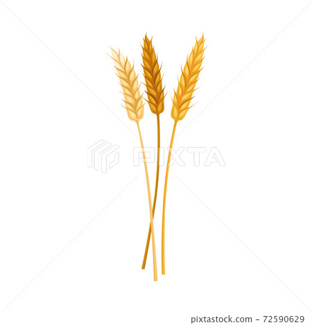 Ear of Wheat or Spikelet as Wildflower Specie or Herbaceous Flowering Plant Vector Illustration Ear of Wheat or Spikelet as Wildflower Specie or Herbaceous Flowering Plant Vector Illustration 72590629