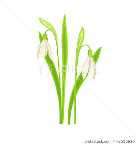 Galanthus or Snowdrop as Wildflower Specie or Herbaceous Flowering Plant Vector Illustration Galanthus or Snowdrop as Wildflower Specie or Herbaceous Flowering Plant Vector Illustration 72590630