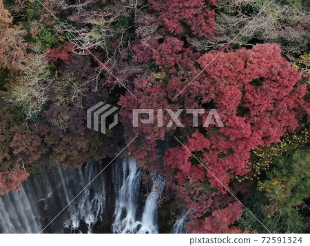 Shiraito Falls of autumn leaves Shiraito Falls of autumn leaves 72591324
