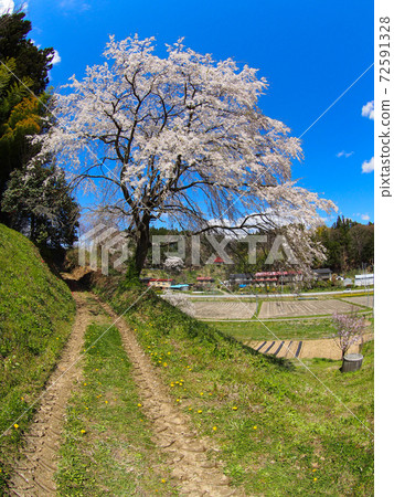 福田寺的櫻花 72591328