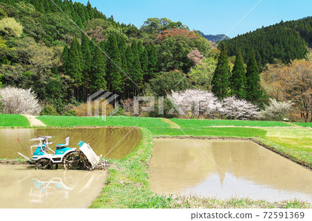 Rice planting weather Rice planting weather 72591369