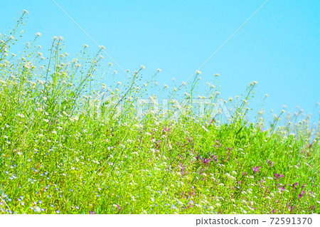 Shepherd's purse field Shepherd's purse field 72591370
