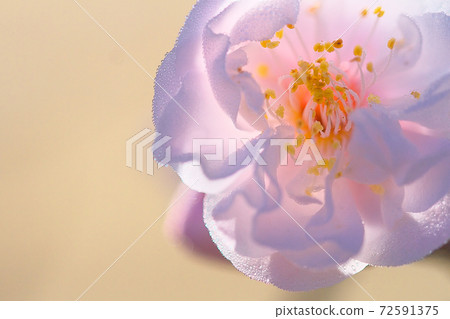 Bungo Plum Bungo Plum 72591375