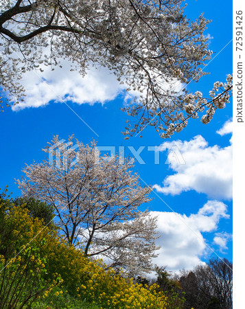 Cherry blossoms of Towa Yoda 72591426