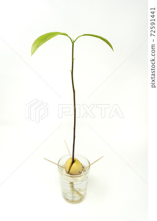 Hydroponic culture of avocado Hydroponic culture of avocado 72591441