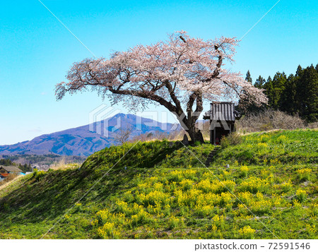 小澤的櫻花樹 72591546