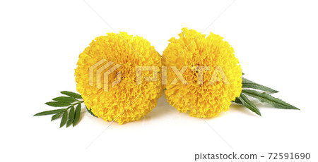 yellow Marigold flower, Tagetes erecta, Mexican marigold, Aztec marigold, African marigold isolated on white background yellow Marigold flower, Tagetes erecta, Mexican marigold, Aztec marigold, African marigold isolated on white background 72591690