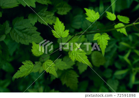 Green leaves background. Green leaves background. 72591898