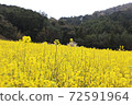Rapeseed field 72591964