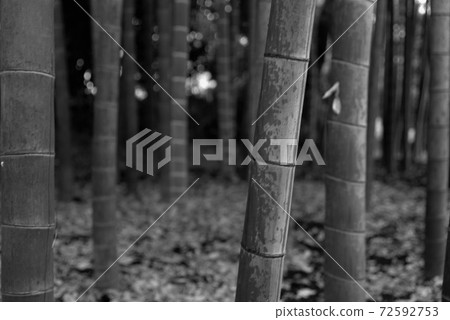 Bamboo grove Bamboo grove 72592753