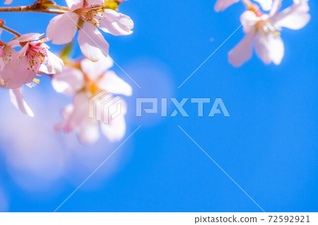 Sakura and blue sky [Aichi Prefecture] 72592921