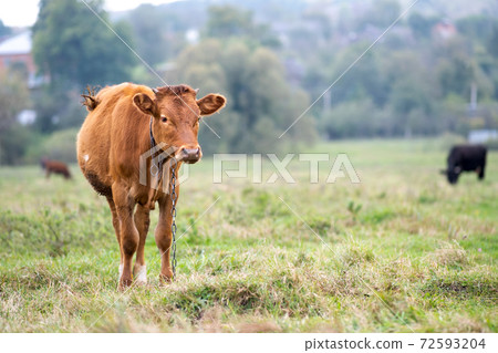 Brown milk cow grazing on green grass at farm grassland. 72593204