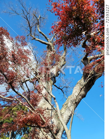 Mukunoki and autumn leaves Mukunoki and autumn leaves 72593227
