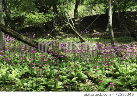 清潔鋸“千草高原” 4/5 72593349