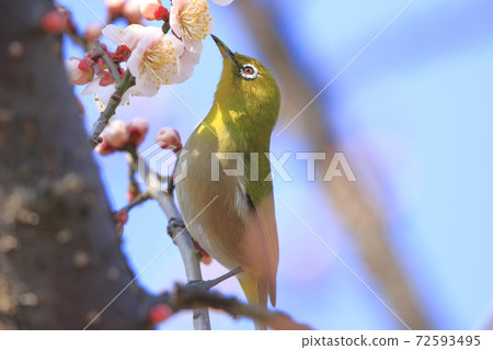 Plum blossom and white-eye Plum blossom and white-eye 72593495