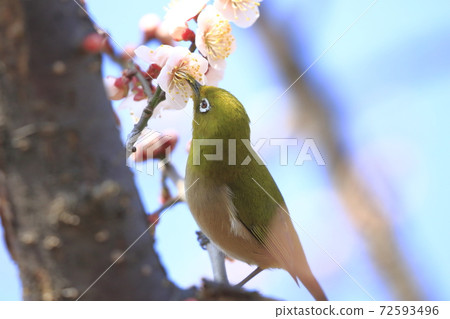 Plum blossom and white-eye Plum blossom and white-eye 72593496