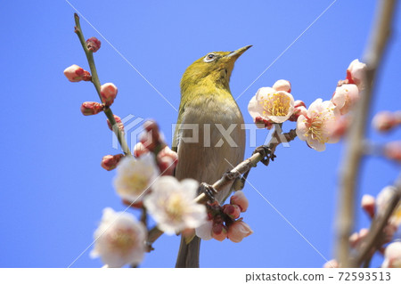 Plum blossom and white-eye Plum blossom and white-eye 72593513