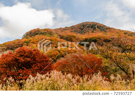 湯河原梅林(幕山公園)的秋葉 湯河原梅林(幕山公園)的秋葉 72593727