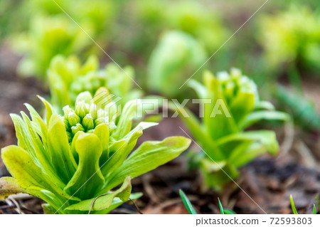 Fukinoto blooming in the field / Sapporo, Hokkaido 72593803