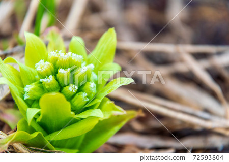 Fukinoto blooming in the field / Sapporo, Hokkaido 72593804
