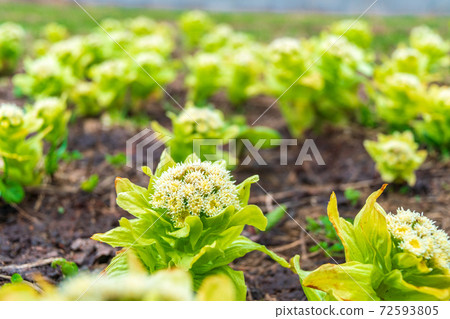 Fukinoto blooming in the field / Sapporo, Hokkaido 72593805