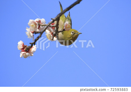 White-eye that sucks the dense plums White-eye that sucks the dense plums 72593883