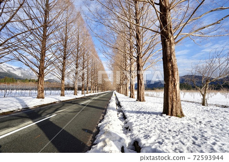 Makino Plateau Metasequoia Boulevard Makino Plateau Metasequoia Boulevard 72593944